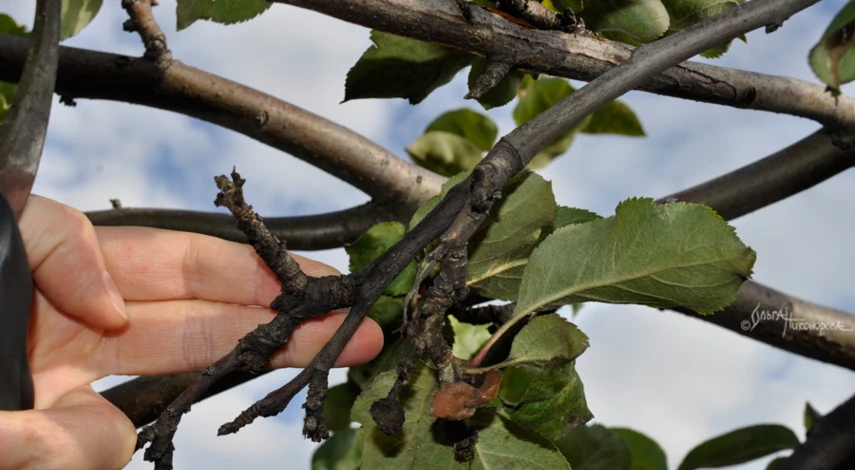 старая ветка перед осенней обрезкой