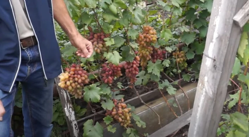 Виноград в траншее