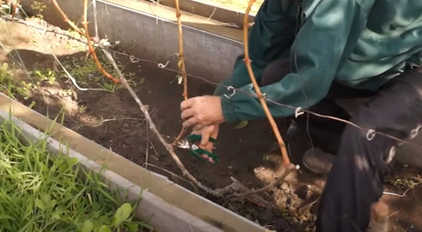 Осенняя обрезка винограда