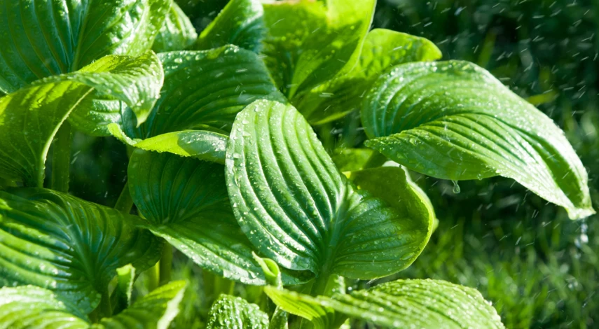 эухарис уход