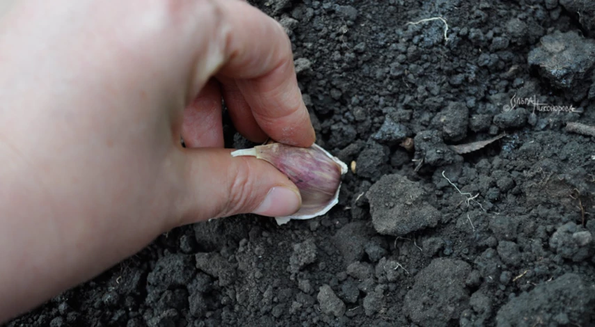 Высадка озимого чеснока зубчиками