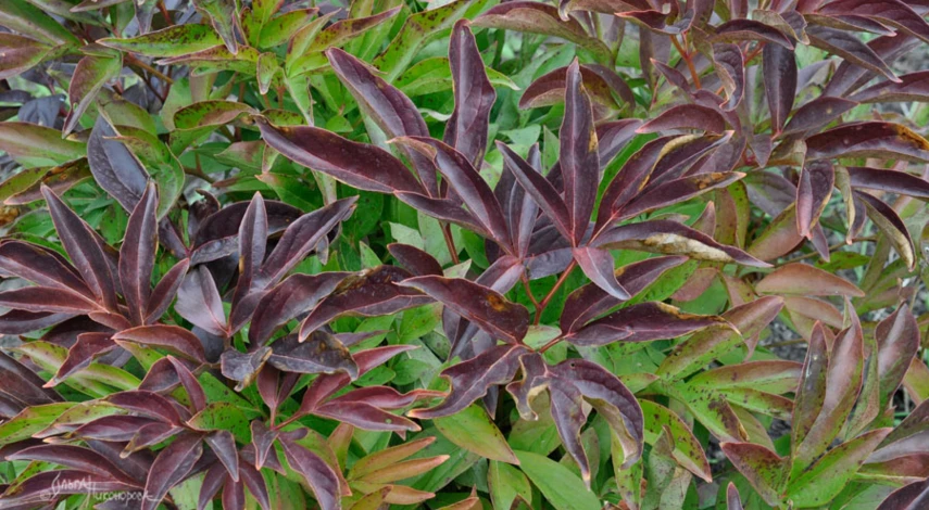 Сроки пересадки пионов