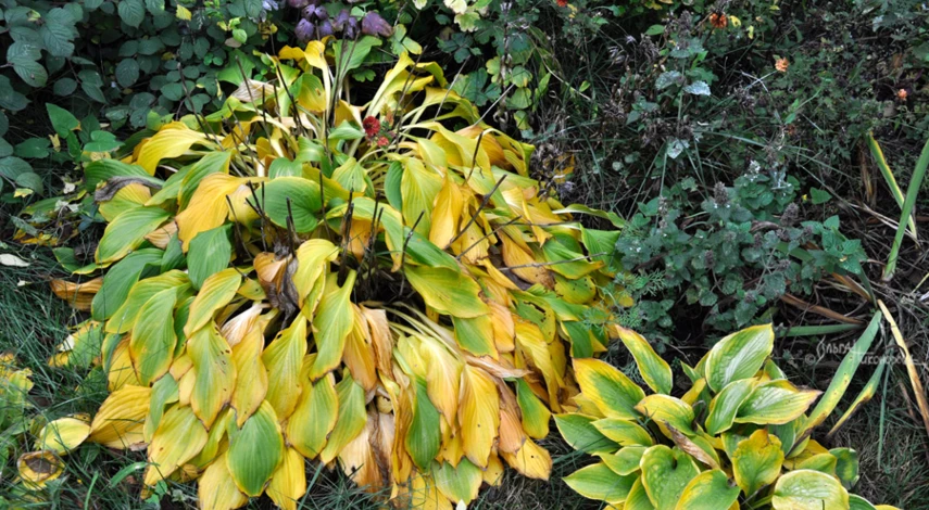 Как укрывать хосту на зиму