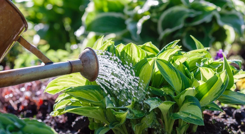 Когда поливать функию