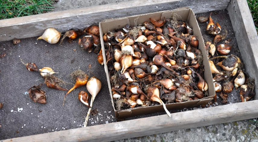 Где хранить выкопанные луковицы тюльпанов