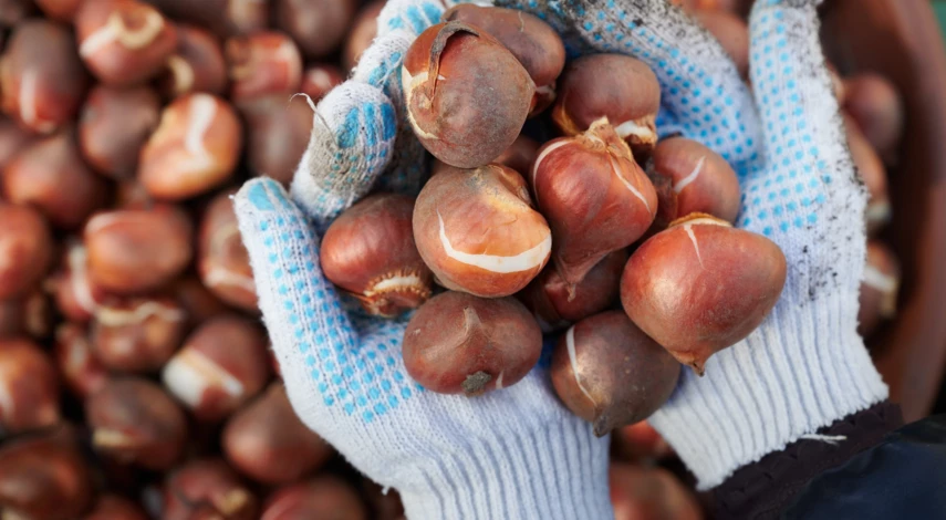 Условия хранения луковиц тюльпанов