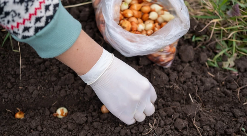 Посадка лука Стурон на севок