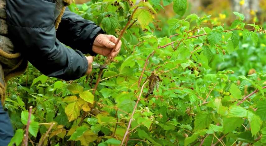 Сроки обрезки малины
