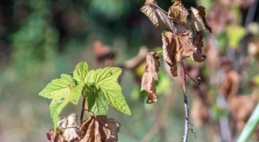 Когда обрезать смородину