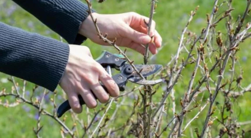 Стрижка куста смородины