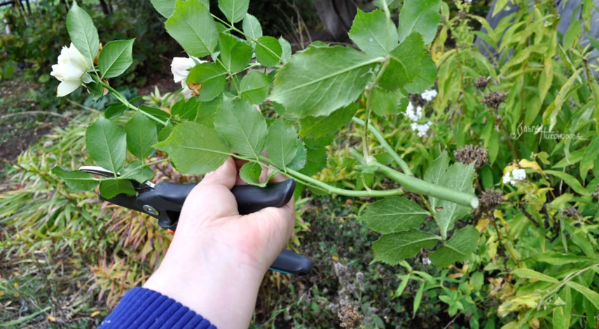 Лунный календарь обрезки роз в средней полосе 2022