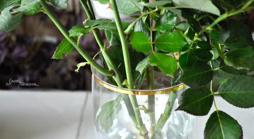 Черенки розы в воде