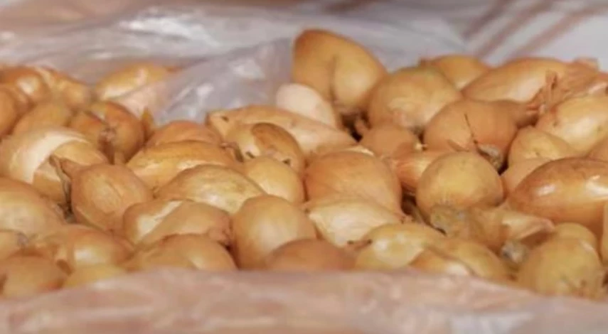 Подготовка лука к посадке