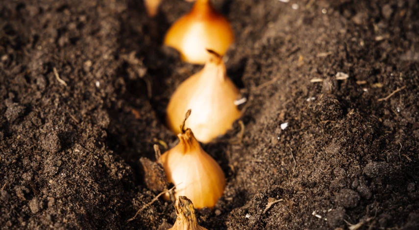 Посадка лука севком