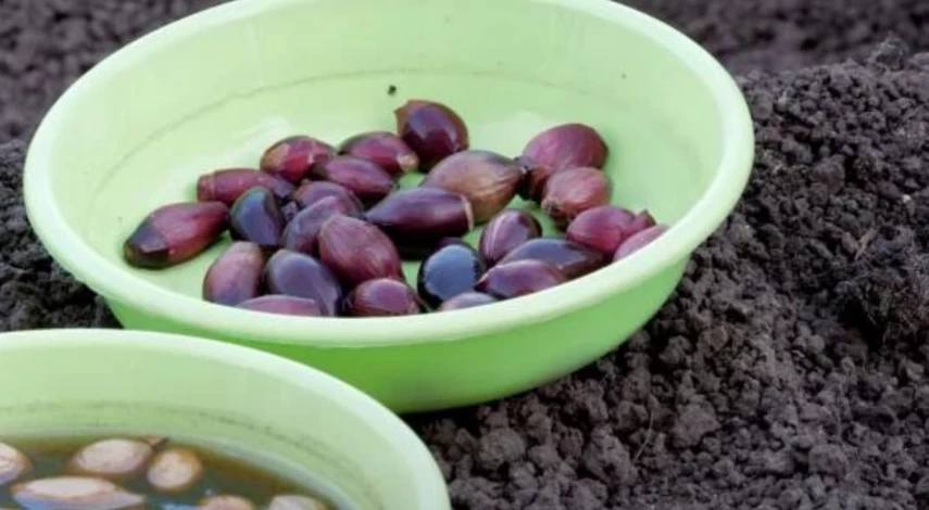 Подзимняя посадка овощей