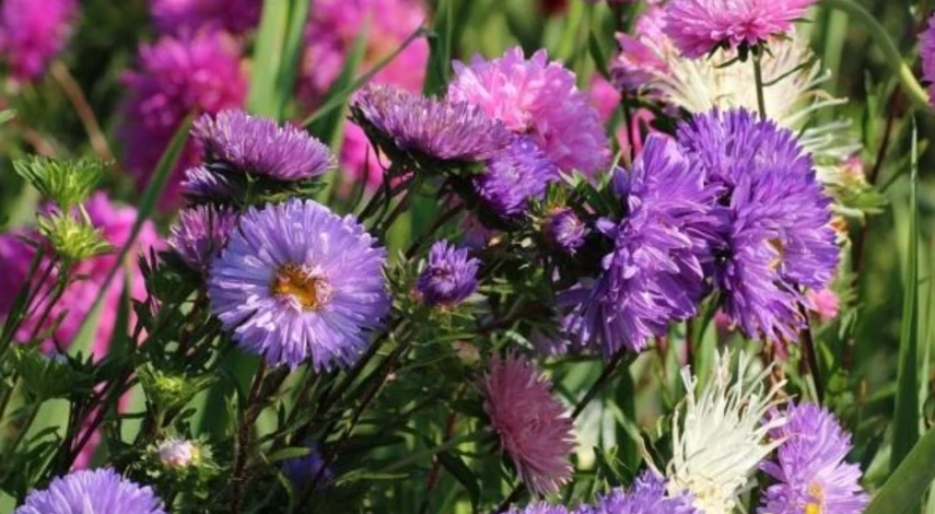 осенняя посадка цветов