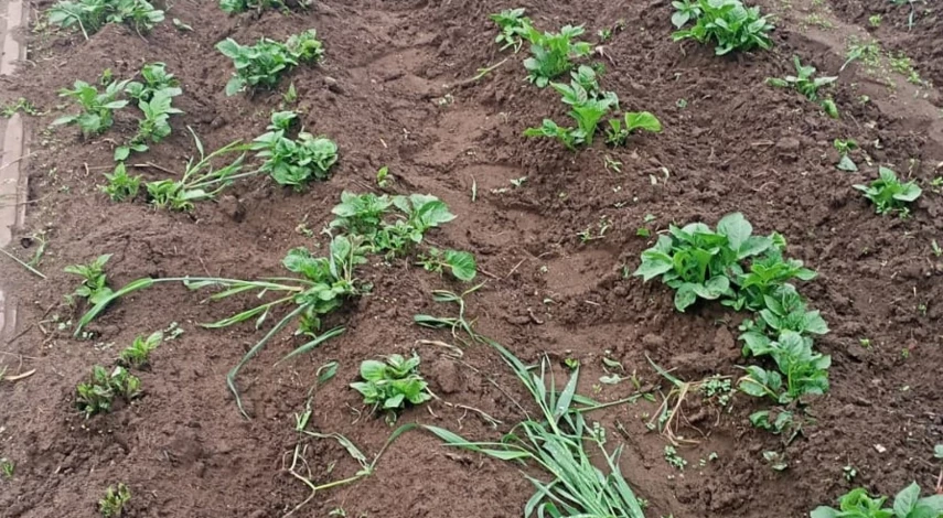 посадка картофельных рядов по схеме