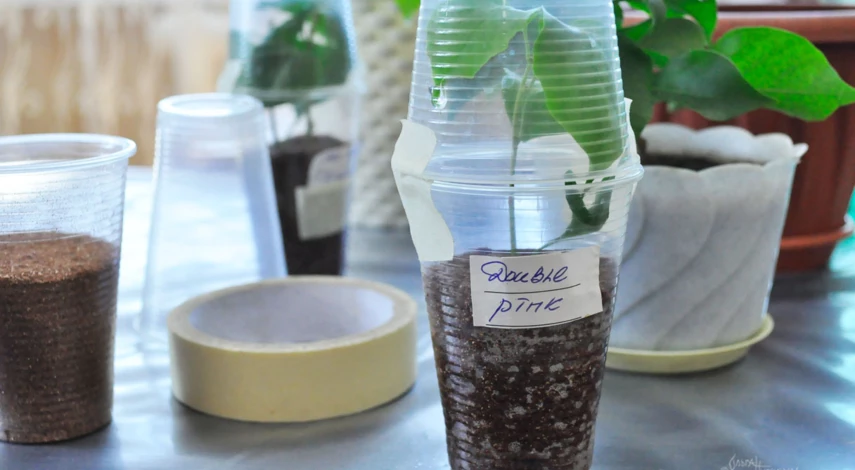 Бугенвиллия в стакане с вермикулитом