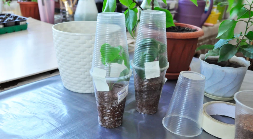 Черенки бугенвиллии в стаканчиках