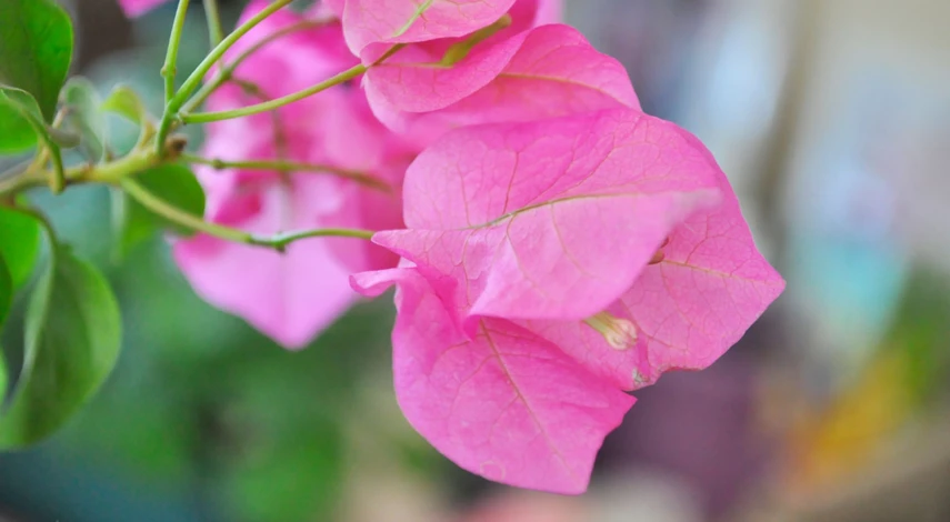 Бугенвиллия в домашних условиях