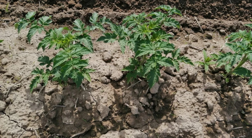 низкорослые томаты в ряду