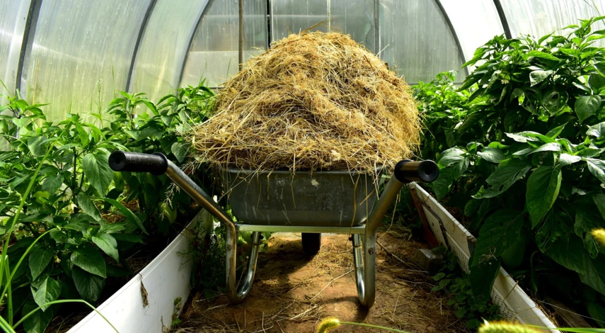 Мульча для томатов в теплице