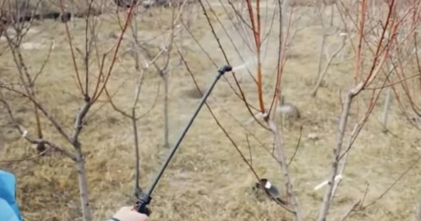 обработка мочевиной кустарников осенью