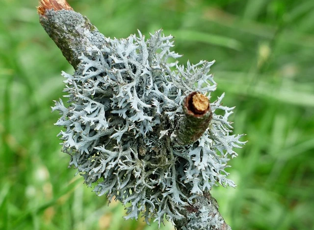 Как выглядит лишайник