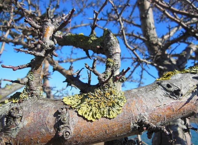 Листоватый лишайник