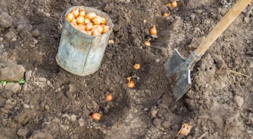 схема посадки севка