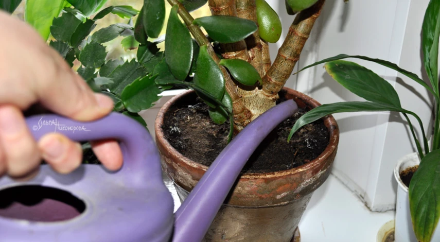 Полив толстянки