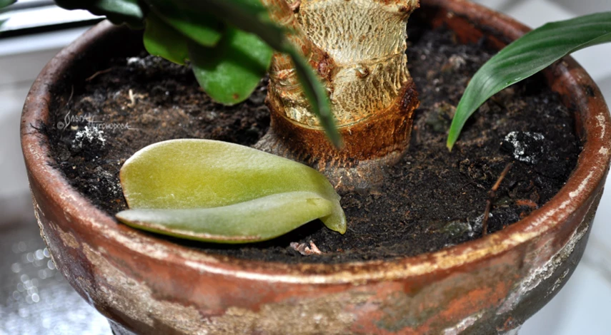 Опавшие листья денежного дерева