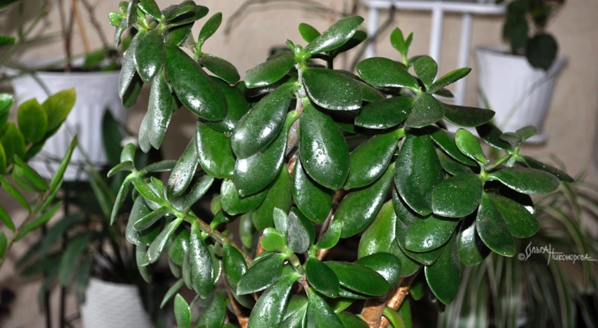 Крассула в горшке