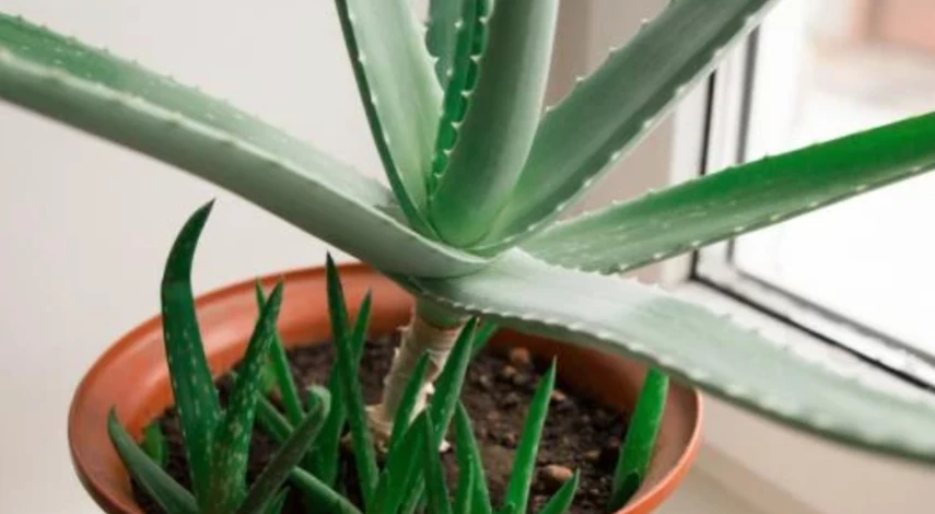 размножение алоэ