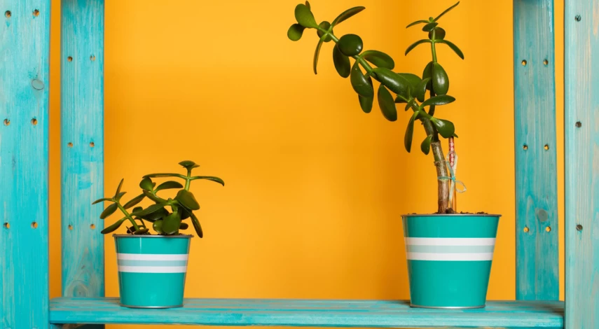 Когда обрезать денежное дерево