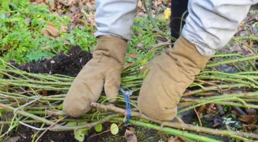 Когда укрывать розы