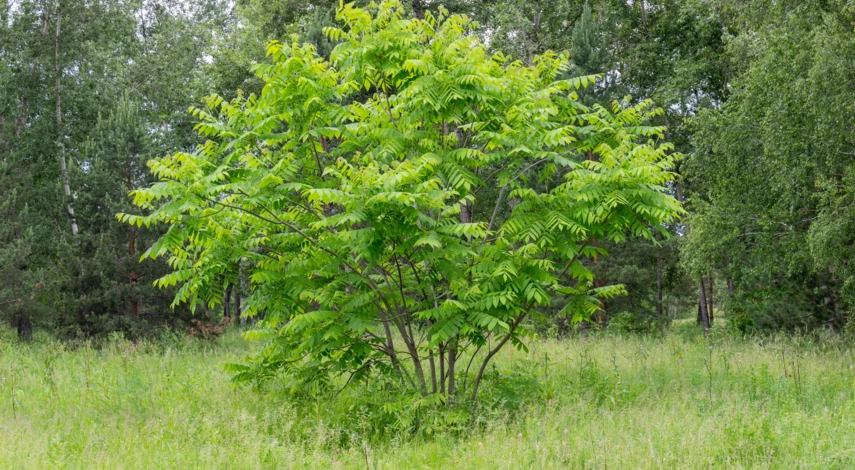 выращивание маньчжурского ореха в Сибири