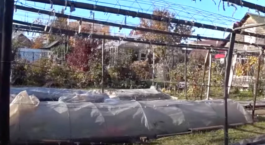 Сроки укрытия винограда