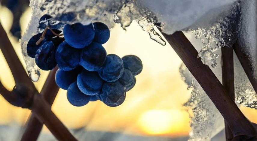 укрытие винограда в Крыму