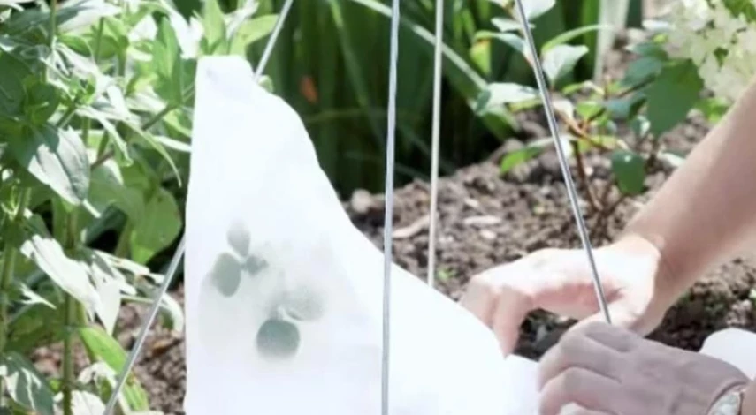 Когда укрывать розы