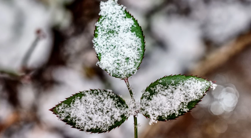Подготовка растений зиму