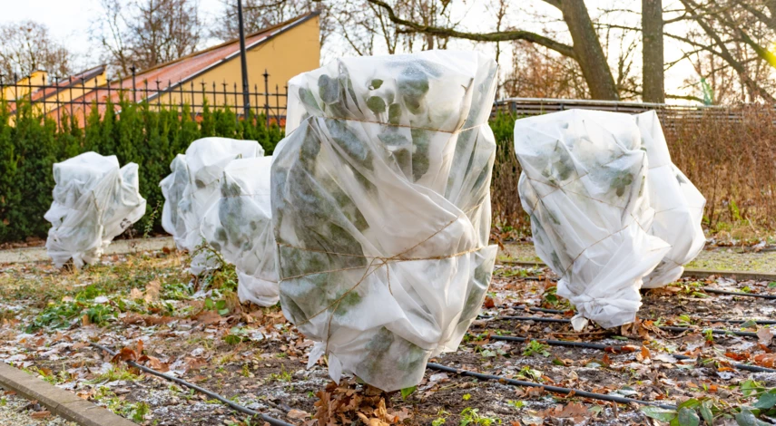 Укрытие цветов на зиму