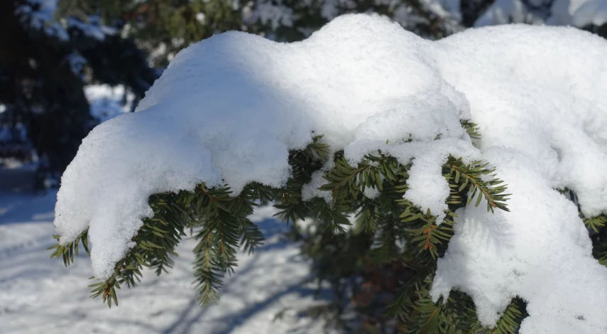 Укрытие растений лапником
