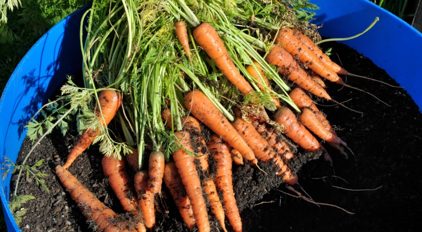 Морковь Амстердамка