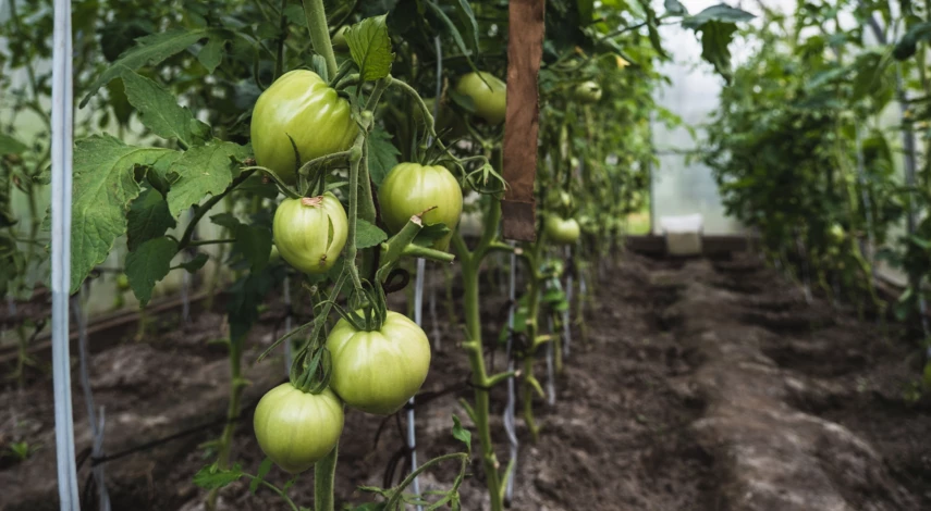 Сорт Батяня на грядке