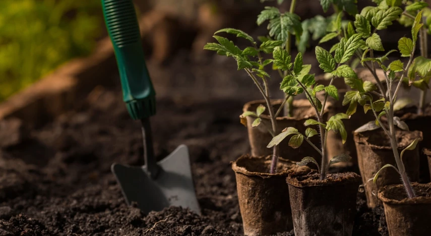 Высадка томата Батяня в грунт