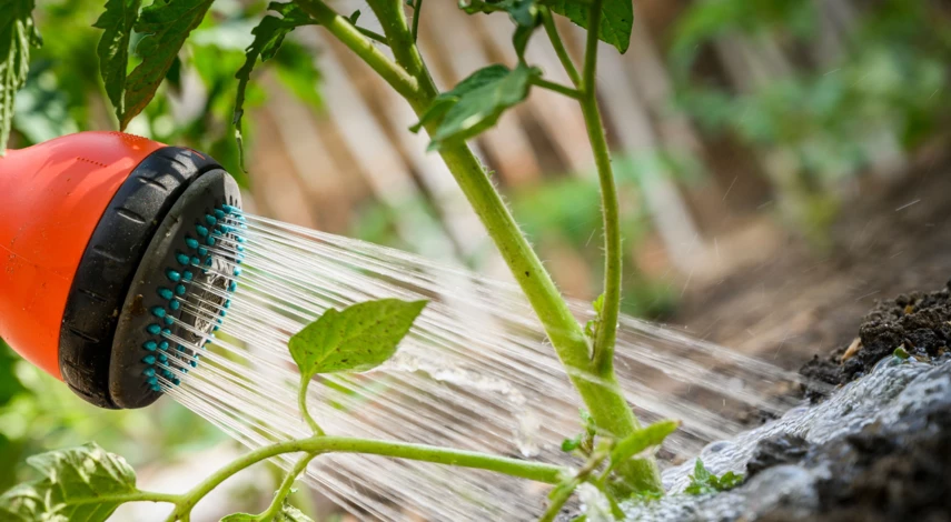 Полив сорта томатов Батяня