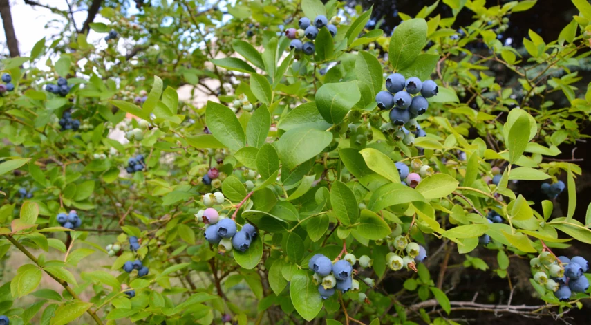 Голубика Чиппева