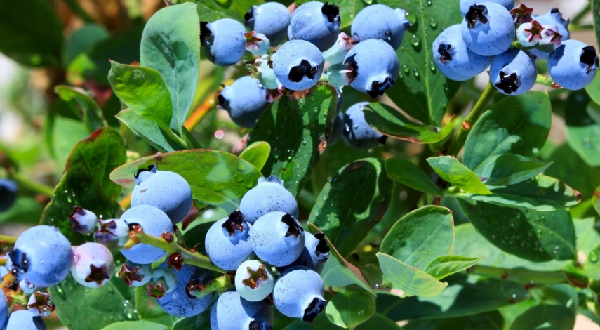 Голубика Блюголд