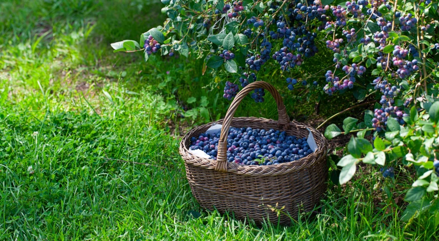 Урожайные сорта голубики